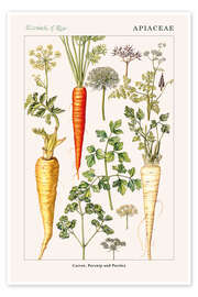 Flower Market - Bloemenmarkt Amsterdam