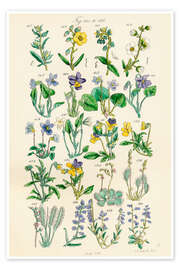 Medicinal and culinary herbs (German)