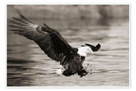 Penguins Hand in Hand