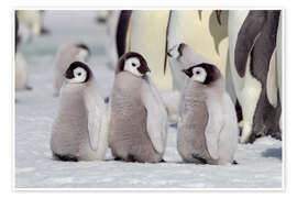 Penguins Hand in Hand