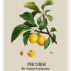 The Florist and Pomologist - Bijou Lemon