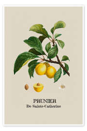 The Florist and Pomologist - Bijou Lemon