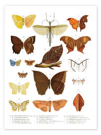 Vegetables and Legumes (French)