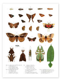 Vegetables and Legumes (French)